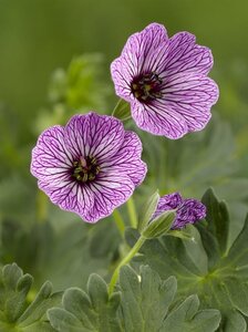 Geranium cin. 'Ballerina' geen maat specificatie 0,55L/P9cm - afbeelding 5