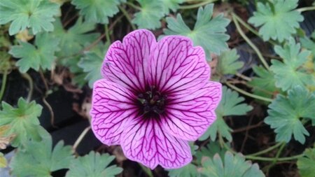 Geranium cin. 'Ballerina' geen maat specificatie 0,55L/P9cm - afbeelding 8