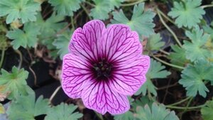 Geranium cin. 'Ballerina' geen maat specificatie 0,55L/P9cm - afbeelding 8
