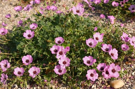 Geranium cin. 'Ballerina' geen maat specificatie 0,55L/P9cm - afbeelding 4