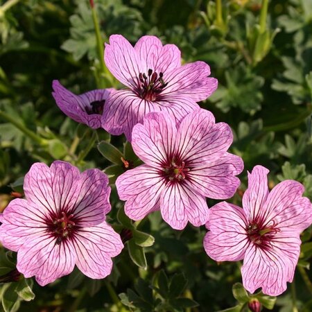 Geranium cin. 'Ballerina' geen maat specificatie 0,55L/P9cm - afbeelding 3