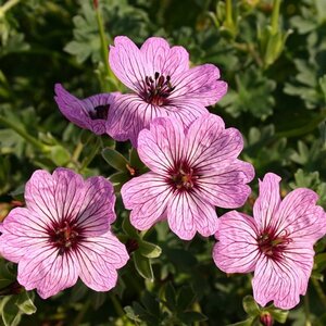 Geranium cin. 'Ballerina' geen maat specificatie 0,55L/P9cm - afbeelding 3