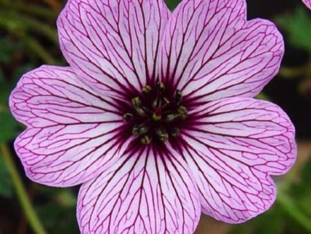 Geranium cin. 'Ballerina' geen maat specificatie 0,55L/P9cm - afbeelding 2