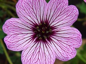 Geranium cin. 'Ballerina' geen maat specificatie 0,55L/P9cm - afbeelding 2