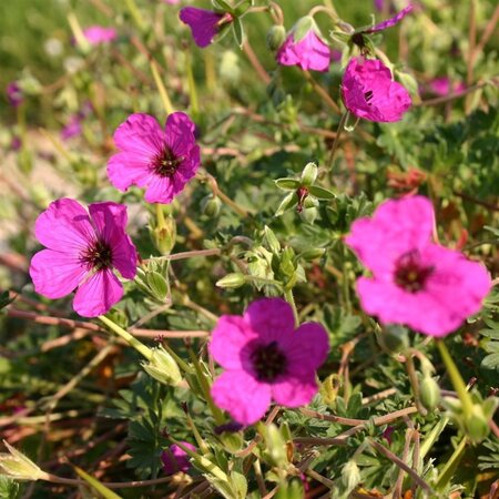 Geranium cin. 'Giuseppii' geen maat specificatie 0,55L/P9cm - afbeelding 1