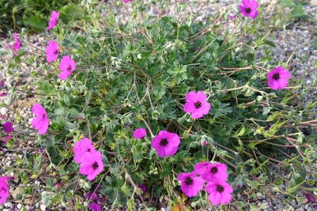 Geranium cin. 'Giuseppii' geen maat specificatie 0,55L/P9cm - afbeelding 2