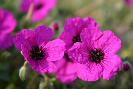 Geranium cin. 'Giuseppii' geen maat specificatie 0,55L/P9cm - afbeelding 3