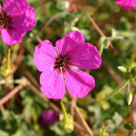 Geranium cin. 'Giuseppii' geen maat specificatie 0,55L/P9cm - afbeelding 4