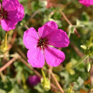 Geranium cin. 'Giuseppii' geen maat specificatie 0,55L/P9cm - afbeelding 4