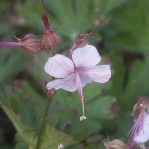 Geranium cant. 'Harz' geen maat specificatie 0,55L/P9cm - afbeelding 1