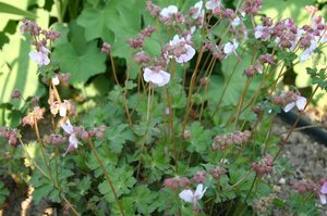 Geranium cant. 'Harz' geen maat specificatie 0,55L/P9cm - afbeelding 2