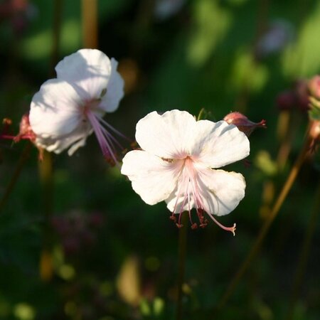 Geranium cant. 'Harz' geen maat specificatie 0,55L/P9cm - afbeelding 3