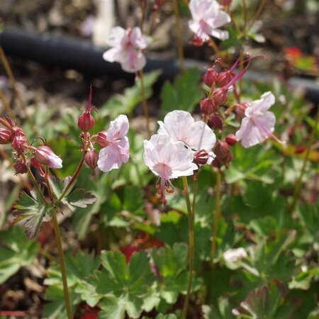 Geranium cant. 'Harz' geen maat specificatie 0,55L/P9cm - afbeelding 4