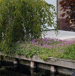 Geranium cant. 'Karmina' geen maat specificatie 0,55L/P9cm - afbeelding 6