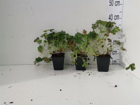 Geranium cant. 'Karmina' geen maat specificatie 0,55L/P9cm - afbeelding 2