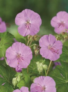 Geranium cant. 'Karmina' geen maat specificatie 0,55L/P9cm - afbeelding 4
