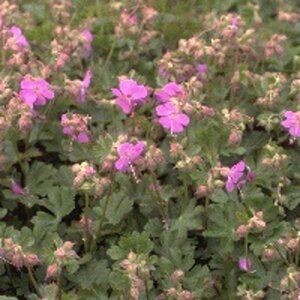 Geranium cant. 'Karmina' geen maat specificatie 0,55L/P9cm - afbeelding 5