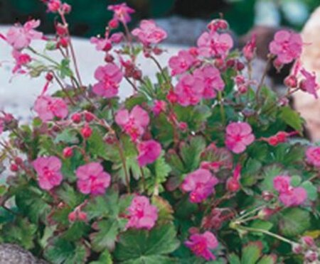 Geranium cant. 'Karmina' geen maat specificatie 0,55L/P9cm - afbeelding 6