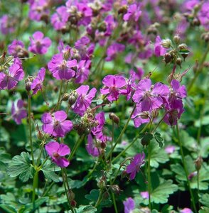 Geranium cant. 'Karmina' geen maat specificatie 0,55L/P9cm - afbeelding 7