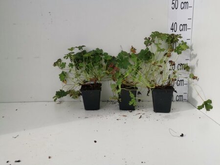 Geranium cant. 'Karmina' geen maat specificatie 0,55L/P9cm - image 6