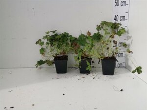 Geranium cant. 'Karmina' geen maat specificatie 0,55L/P9cm - image 2