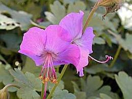 Geranium cant. 'Karmina' geen maat specificatie 0,55L/P9cm - image 1