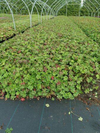 Geranium cant. 'Karmina' geen maat specificatie 0,55L/P9cm - image 7