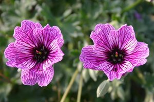 Geranium cin. 'Laurence Flatman' geen maat specificatie 0,55L/P9cm - afbeelding 1