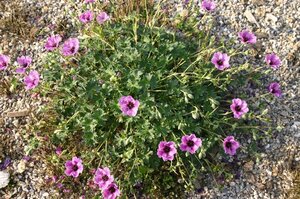 Geranium cin. 'Laurence Flatman' geen maat specificatie 0,55L/P9cm - afbeelding 2