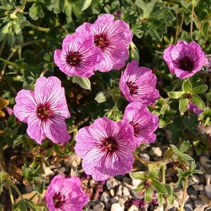 Geranium cin. 'Laurence Flatman' geen maat specificatie 0,55L/P9cm - afbeelding 3