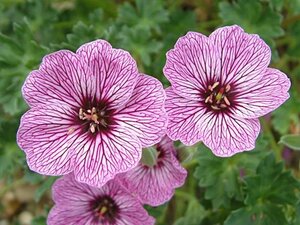 Geranium cin. 'Laurence Flatman' geen maat specificatie 0,55L/P9cm - afbeelding 4
