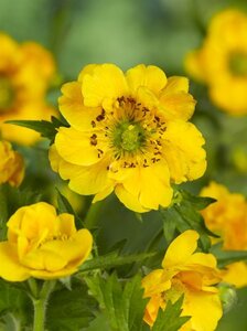 Geum chiloense 'Lady Stratheden' geen maat specificatie 0,55L/P9cm - afbeelding 2