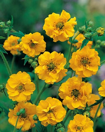 Geum chiloense 'Lady Stratheden' geen maat specificatie 0,55L/P9cm - afbeelding 3