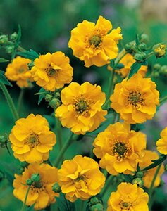 Geum chiloense 'Lady Stratheden' geen maat specificatie 0,55L/P9cm - afbeelding 3