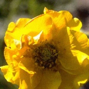 Geum chiloense 'Lady Stratheden' geen maat specificatie 0,55L/P9cm - afbeelding 4