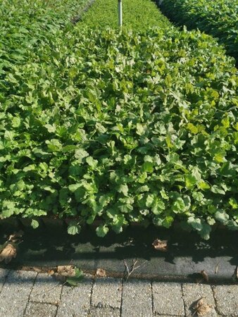 Geum chiloense 'Lady Stratheden' geen maat specificatie 0,55L/P9cm - afbeelding 1