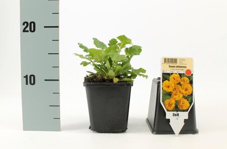 Geum chiloense 'Lady Stratheden' geen maat specificatie 0,55L/P9cm