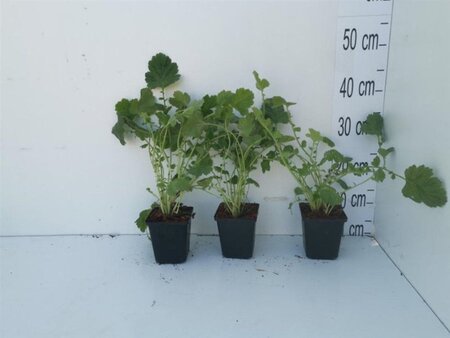 Geum chiloense 'Lady Stratheden' geen maat specificatie 0,55L/P9cm - afbeelding 2