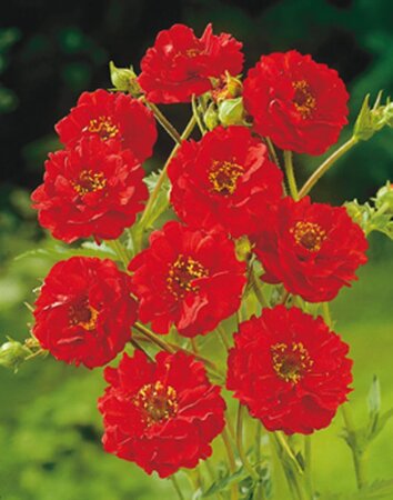 Geum chiloense 'Mrs Bradshaw' geen maat specificatie 0,55L/P9cm - afbeelding 3