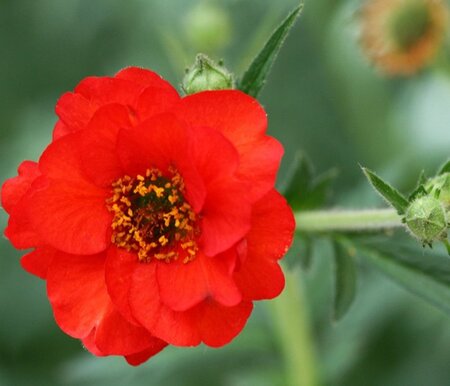 Geum chiloense 'Mrs Bradshaw' geen maat specificatie 0,55L/P9cm - afbeelding 4