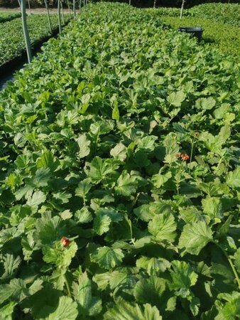 Geum chiloense 'Mrs Bradshaw' geen maat specificatie 0,55L/P9cm - afbeelding 2