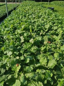 Geum chiloense 'Mrs Bradshaw' geen maat specificatie 0,55L/P9cm - afbeelding 2