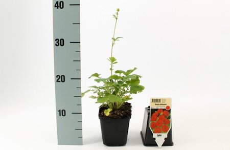 Geum chiloense 'Mrs Bradshaw' geen maat specificatie 0,55L/P9cm - afbeelding 2