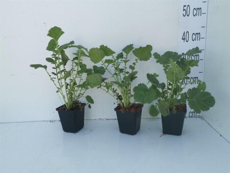 Geum chiloense 'Mrs Bradshaw' geen maat specificatie 0,55L/P9cm - afbeelding 3