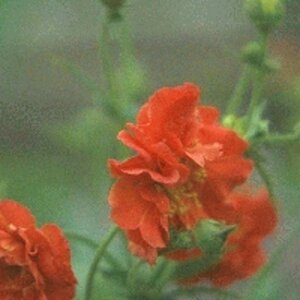 Geum chiloense 'Mrs Bradshaw' geen maat specificatie 0,55L/P9cm - afbeelding 5