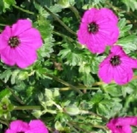 Geranium cinereum subcaulescens geen maat specificatie 0,55L/P9cm - afbeelding 1