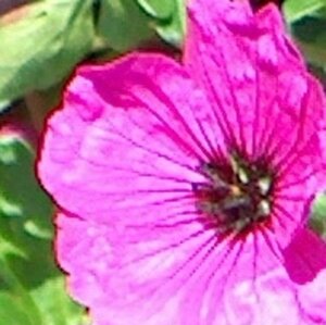 Geranium cinereum subcaulescens geen maat specificatie 0,55L/P9cm - afbeelding 2