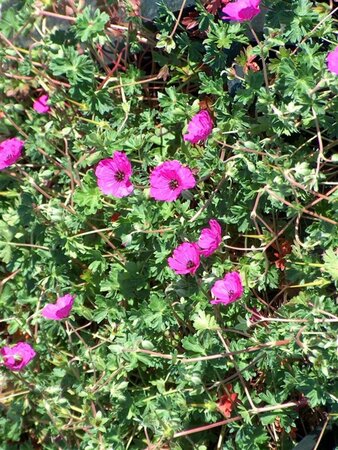 Geranium cinereum subcaulescens geen maat specificatie 0,55L/P9cm - afbeelding 3