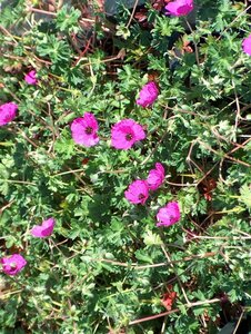 Geranium cinereum subcaulescens geen maat specificatie 0,55L/P9cm - afbeelding 3