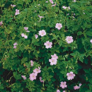 Geranium endressii geen maat specificatie 0,55L/P9cm - afbeelding 6